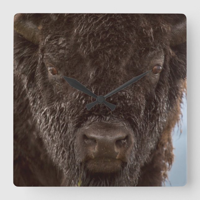 Porträt eines Bisons Stier im Regen Quadratische Wanduhr (Vorderseite)