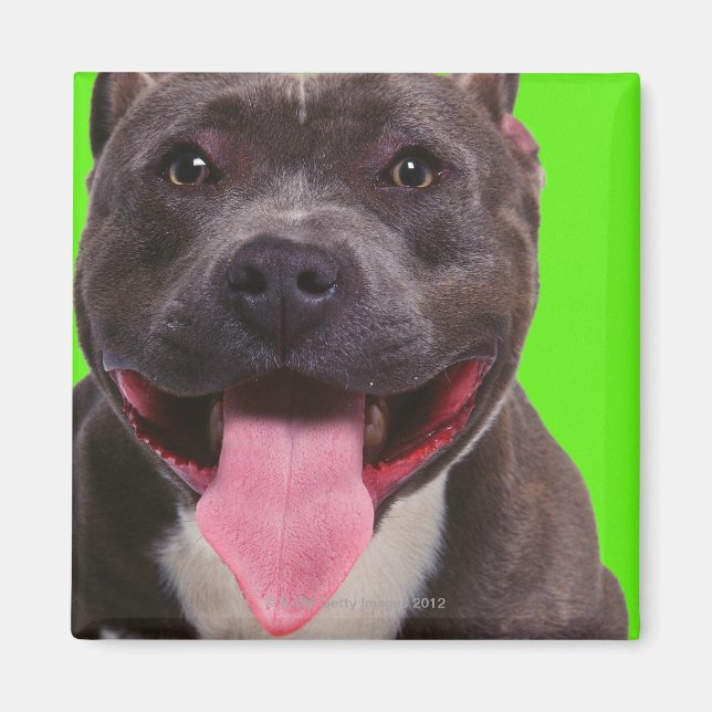 Porträt eines Bulldoggen Magnet (Vorne)