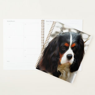 Porträt eines Cavalier King Charles Spaniels Planer