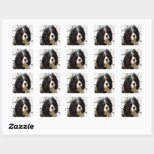 Porträt eines Cavalier King Charles Spaniels Quadratischer Aufkleber