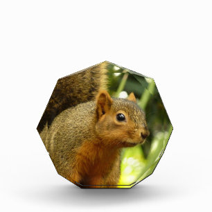 Porträt eines Eichhörnchens Natur Tierfotografie Fotoblock