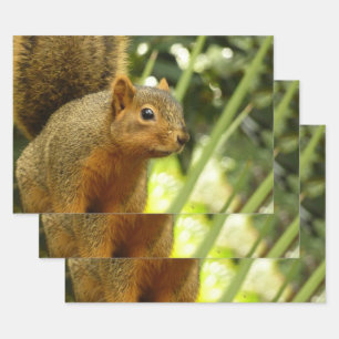 Porträt eines Eichhörnchens Natur Tierfotografie Geschenkpapier Set