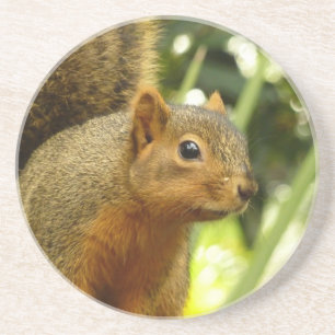 Porträt eines Eichhörnchens Natur Tierfotografie Getränkeuntersetzer