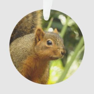 Porträt eines Eichhörnchens Natur Tierfotografie Ornament