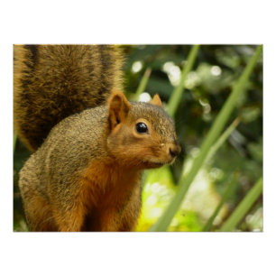Porträt eines Eichhörnchens Natur Tierfotografie Poster
