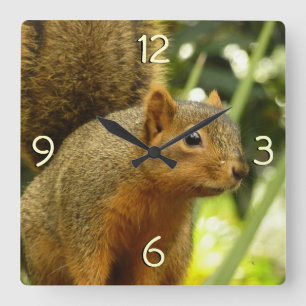 Porträt eines Eichhörnchens Natur Tierfotografie Quadratische Wanduhr