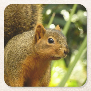 Porträt eines Eichhörnchens Natur Tierfotografie Rechteckiger Pappuntersetzer