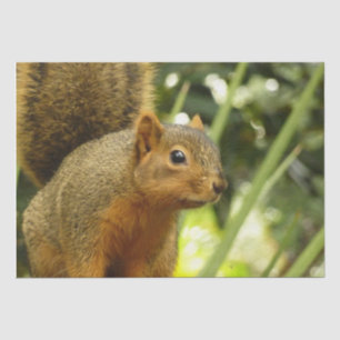 Porträt eines Eichhörnchens Natur Tierfotografie Seidenpapier