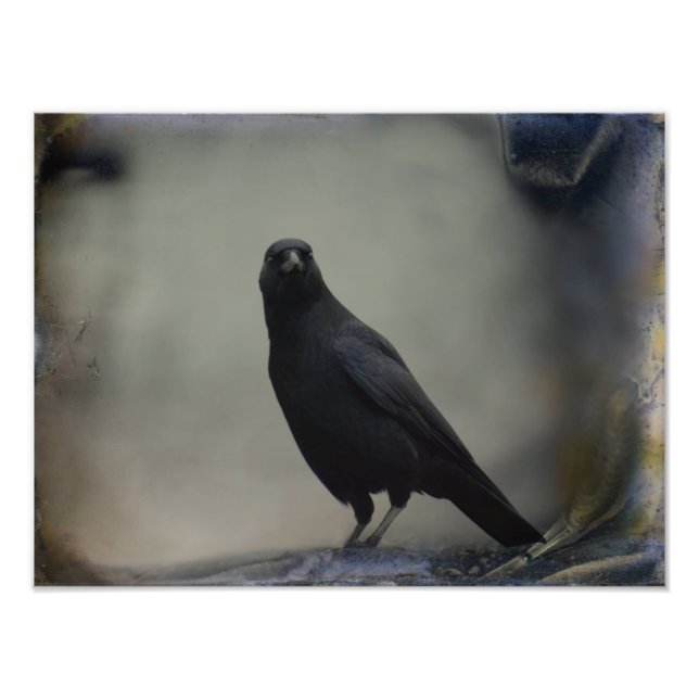 Porträt eines eleganten Crow Fotodruck (Vorne)