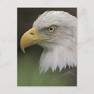 Porträt eines erwachsenen Weißkopfseeadlers, Halia Postkarte