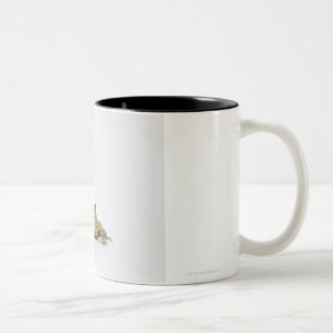 Porträt eines Frosches in einem weißen Studio Zweifarbige Tasse