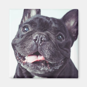 Porträt eines glücklichen französischen Bulldog Magnet