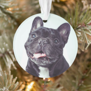 Porträt eines glücklichen französischen Bulldog Ornament