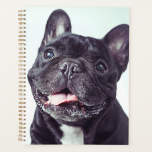 Porträt eines glücklichen französischen Bulldog Planer