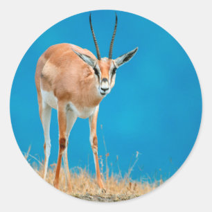 Porträt eines Grant-Gazellen-Weibchens (Gazella gr Runder Aufkleber