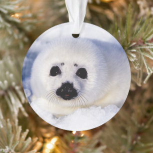 Porträt eines Harfensäuglings Ornament