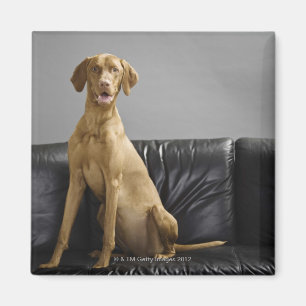 Porträt eines Hundes Magnet