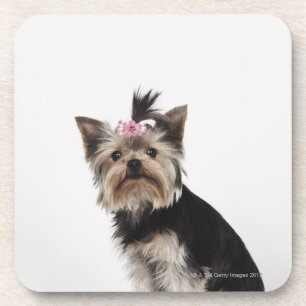 Porträt eines Hundes Yorkshires Terrier Getränkeuntersetzer