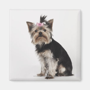 Porträt eines Hundes Yorkshires Terrier Magnet