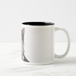 Porträt eines Hundes Yorkshires Terrier Zweifarbige Tasse
