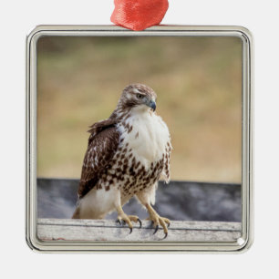 Porträt eines jungen Rotschwanzbussards Ornament Aus Metall