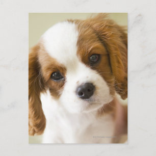 Porträt eines Königcharles Spanielwelpen Postkarte