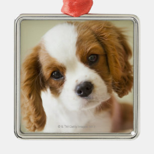 Porträt eines Königcharles Spanielwelpen Silbernes Ornament