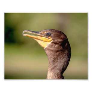Porträt eines Kormorans Fotodruck