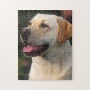 Porträt eines Labrador Retrievers, Hilton