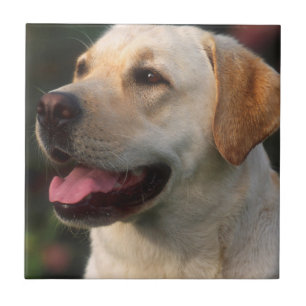 Porträt eines Labrador Retrievers, Hilton Fliese