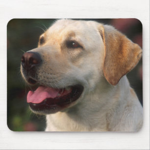 Porträt eines Labrador Retrievers, Hilton Mousepad