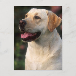 Porträt eines Labrador Retrievers, Hilton Postkarte