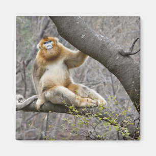 Porträt eines männlichen Goldaffen im Baum Magnet