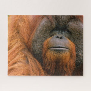 Porträt eines männlichen Orang-Utans, Georgia, USA