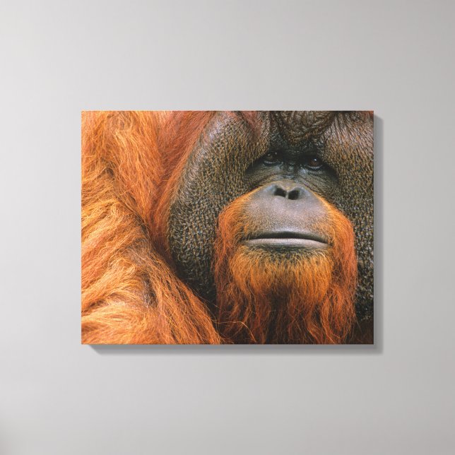 Porträt eines männlichen Orang-Utans, Georgia, USA Leinwanddruck (Vorderseite)