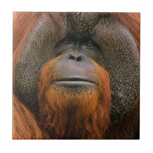Porträt eines Orang-Utan-Männchens, Georgia, USA Fliese