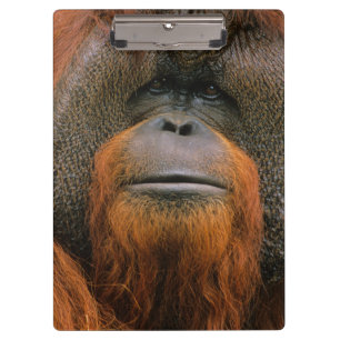 Porträt eines Orang-Utan-Männchens, Georgia, USA Klemmbrett
