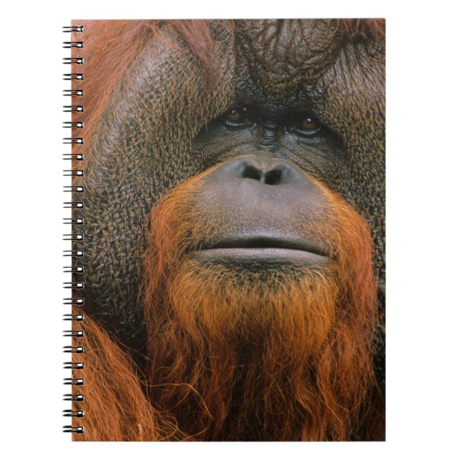 Porträt eines Orang-Utan-Männchens, Georgia, USA Notizblock (Vorderseite)