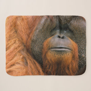 Porträt eines Orang-Utan-Männchens, Georgia, USA Sherpadecke