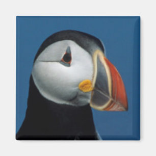 Porträt eines Papageitauchers Magnet