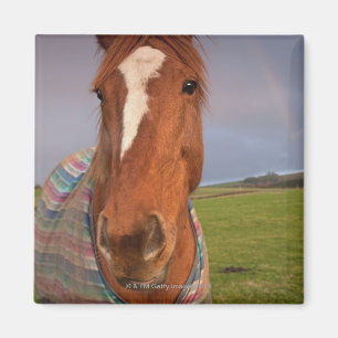 Porträt eines Pferdes mit Regenbogen im Himmel Magnet