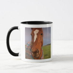 Porträt eines Pferds mit einem Regenbogen im Tasse