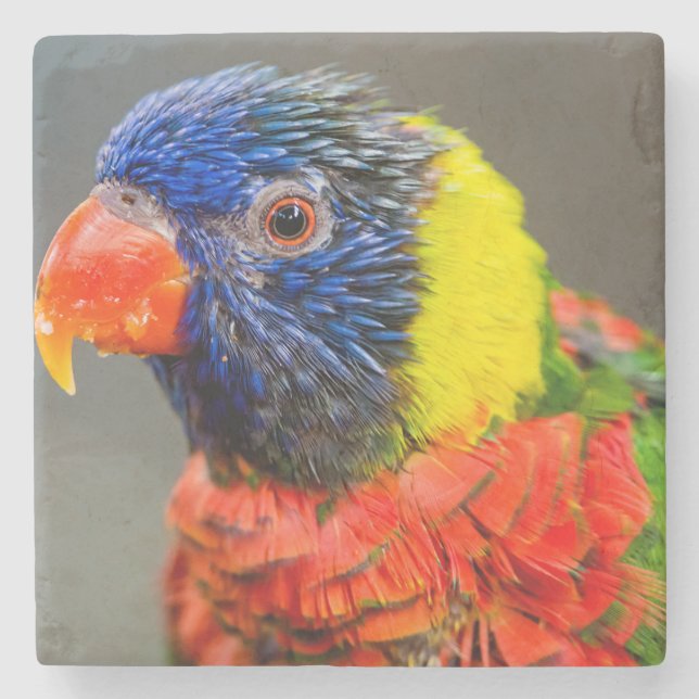 Porträt eines Regenbogens Lorikeet Steinuntersetzer (Vorderseite)
