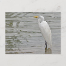 Porträt eines Schneedecks Postkarte