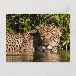 Porträt eines schwimmenden Jaguars Postkarte
