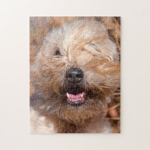 Porträt eines Soft Coated Wheaten Terrier