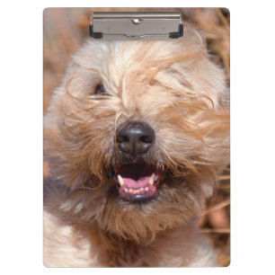 Porträt eines Soft Coated Wheaten Terrier Klemmbrett