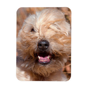 Porträt eines Soft Coated Wheaten Terrier Magnet