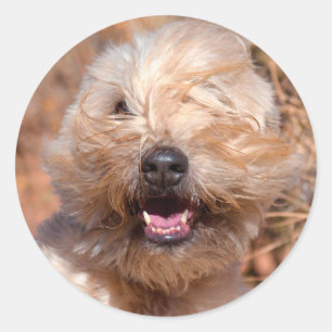 Porträt eines Soft Coated Wheaten Terrier Runder Aufkleber