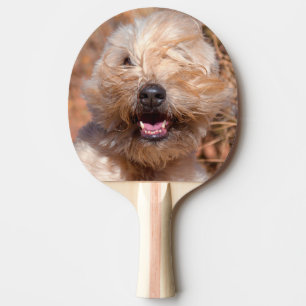 Porträt eines Soft Coated Wheaten Terrier Tischtennis Schläger
